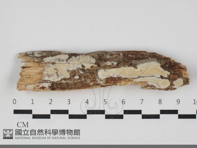 登錄號:F0034083藏品圖，第1張