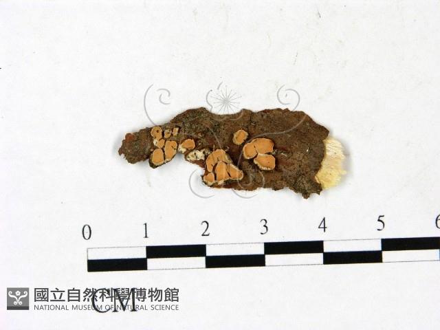登錄號:F0022083藏品圖，第1張