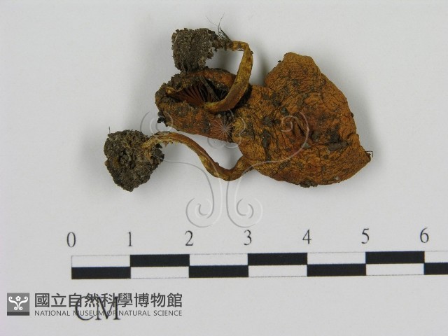 登錄號:F0002083藏品圖，第1張