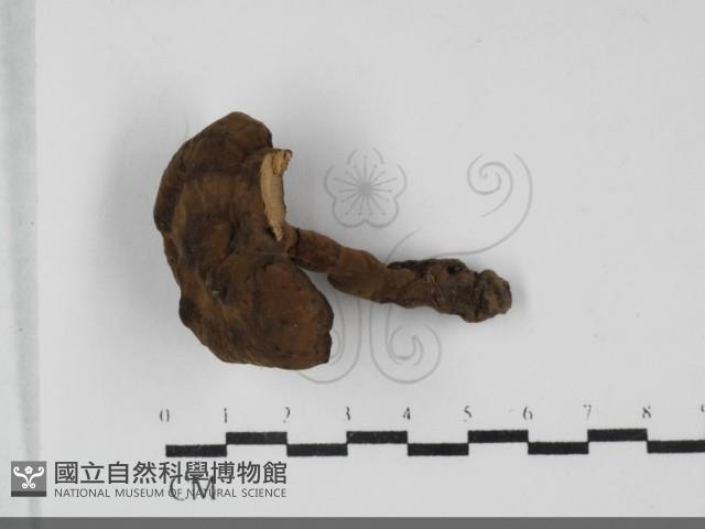 登錄號:F0032083藏品圖，第1張