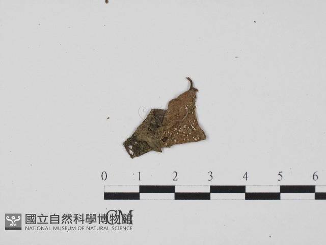 登錄號:F0017083藏品圖，第1張