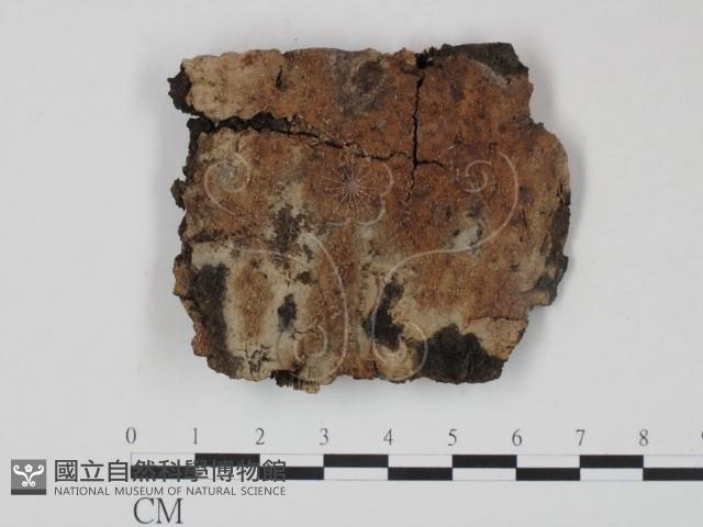 射脈菌屬藏品圖，第1張