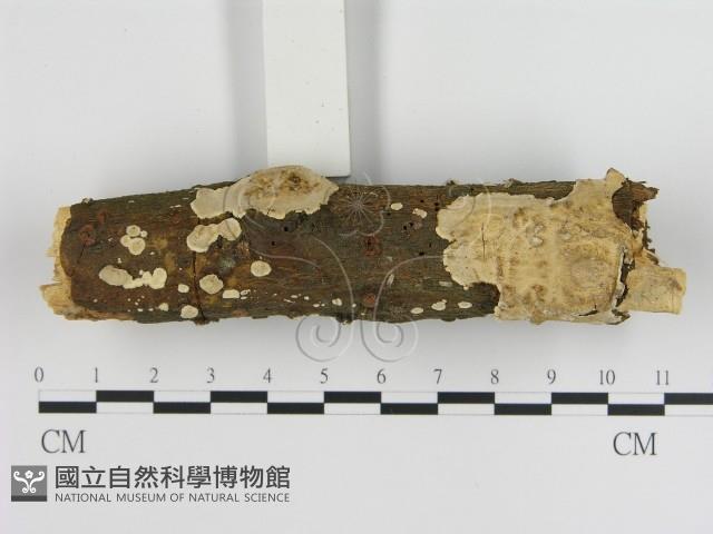 刺皮菌屬藏品圖，第1張