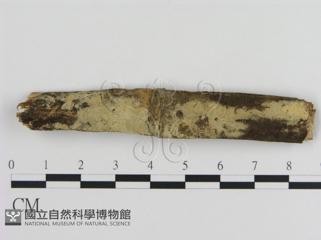 登錄號:F0009083藏品圖，第1張