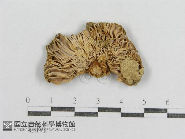 紅菇屬藏品圖，第1張