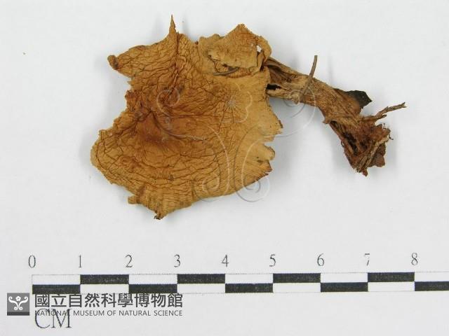 登錄號:F0008383藏品圖，第1張