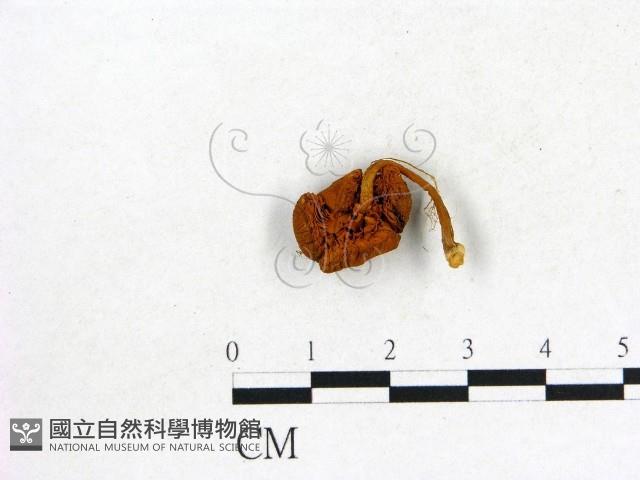 登錄號:F0020383藏品圖，第1張