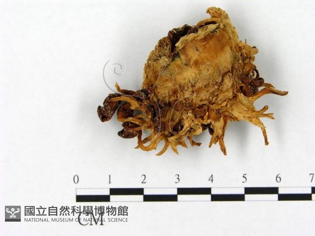 登錄號:F0000383藏品圖，第1張