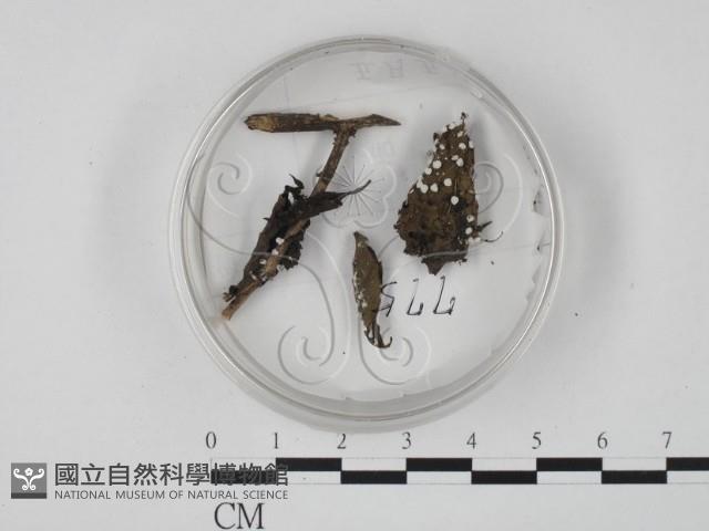 登錄號:F0010383藏品圖，第1張