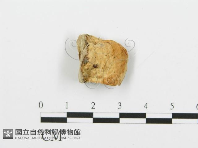 登錄號:F0006383藏品圖，第1張