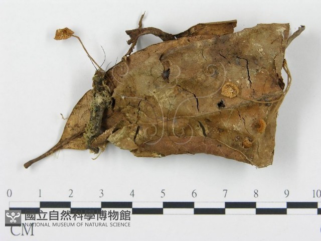 登錄號:F0016383藏品圖，第1張