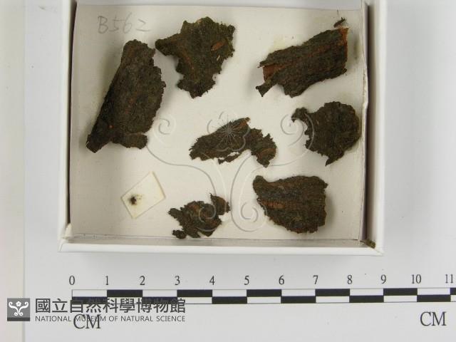 登錄號:F0021383藏品圖，第1張