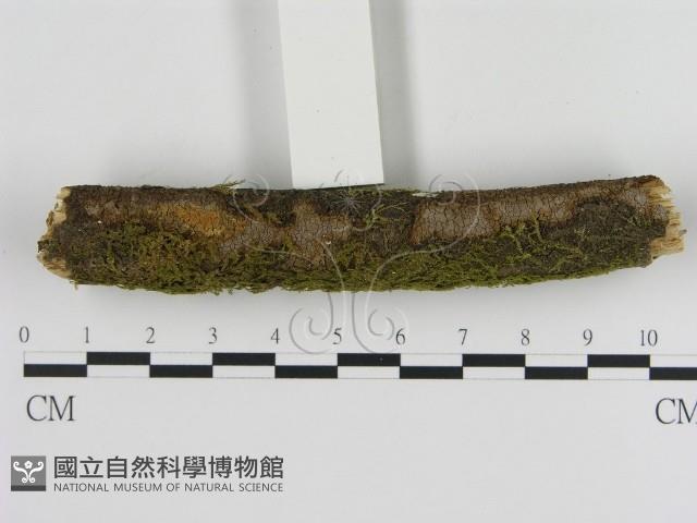 刺革菌屬藏品圖，第1張