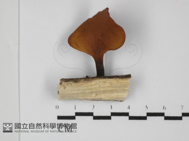 多孔菌屬藏品圖，第1張