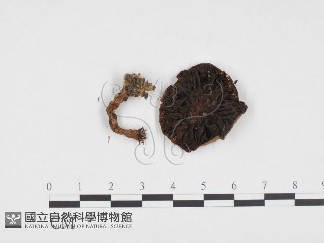 登錄號:F0024383藏品圖，第1張