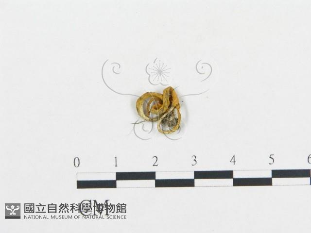 登錄號:F0014383藏品圖，第1張