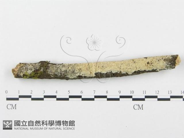 登錄號:F0002383藏品圖，第1張