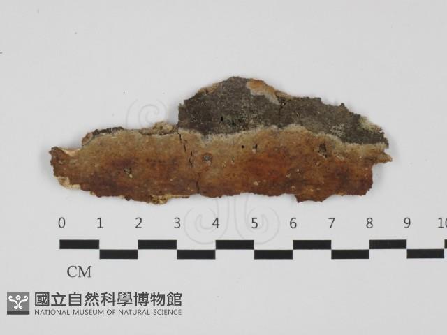 登錄號:F0032383藏品圖，第1張