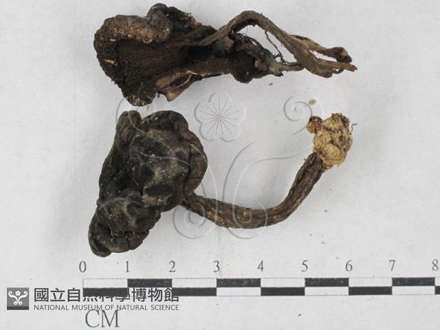 登錄號:F0027383藏品圖，第1張