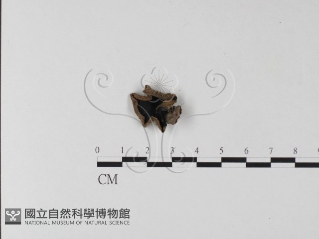 毛木耳藏品圖，第1張