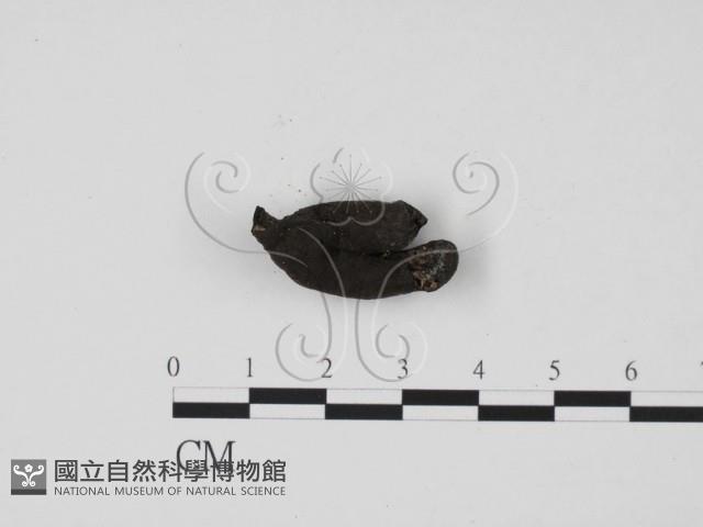 炭角菌屬藏品圖，第1張