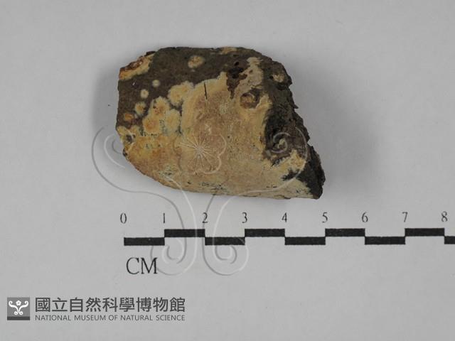 射脈菌屬藏品圖，第1張