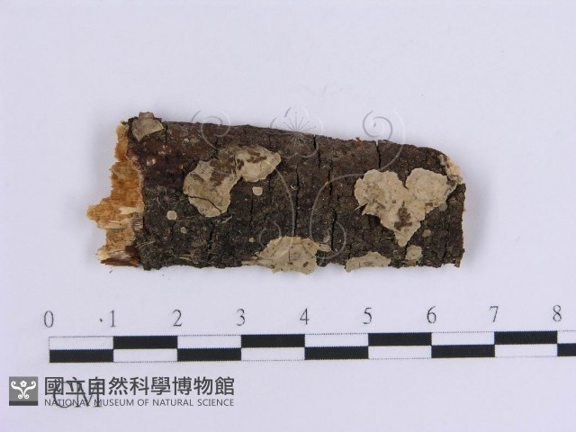登錄號:F0009383藏品圖，第1張