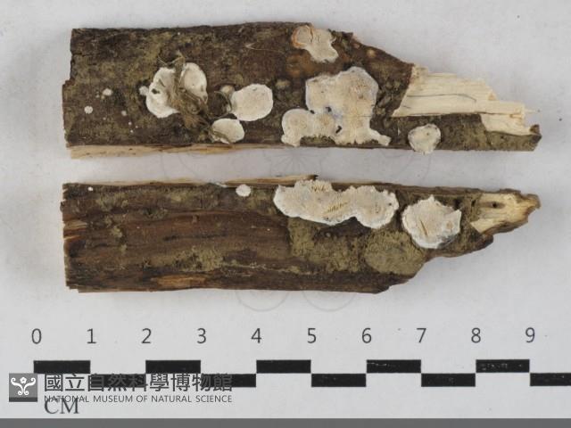 骨皮菌屬藏品圖，第1張