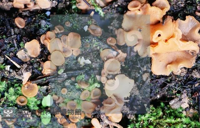 登錄號:F0012872藏品圖，第12張