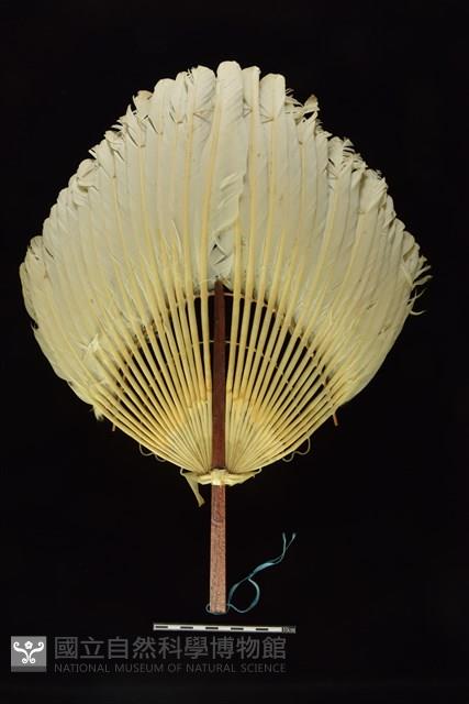羽扇藏品圖，第1張