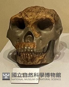 藍田直立人下顎骨模型藏品圖，第1張