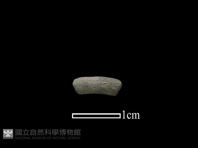 陶環藏品圖，第1張