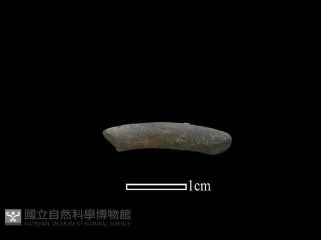 陶環藏品圖，第1張