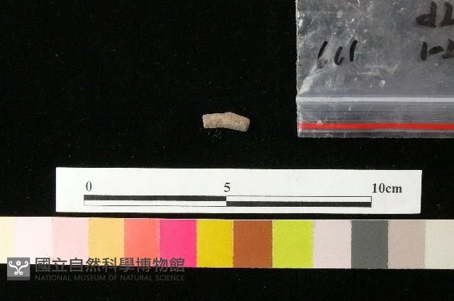 陶環藏品圖，第1張