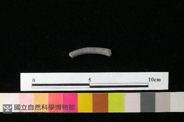 陶環藏品圖，第1張