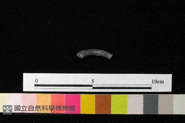 陶環藏品圖，第1張