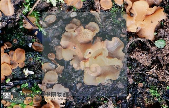 登錄號:F0012872藏品圖，第13張