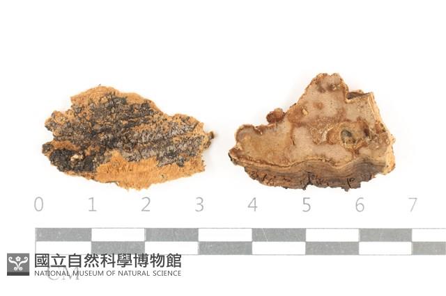 登錄號:F0038268藏品圖，第1張