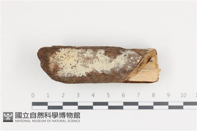 剛毛絲皮菌藏品圖，第1張