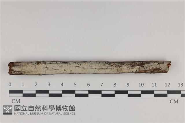 登錄號:F0035268藏品圖，第1張