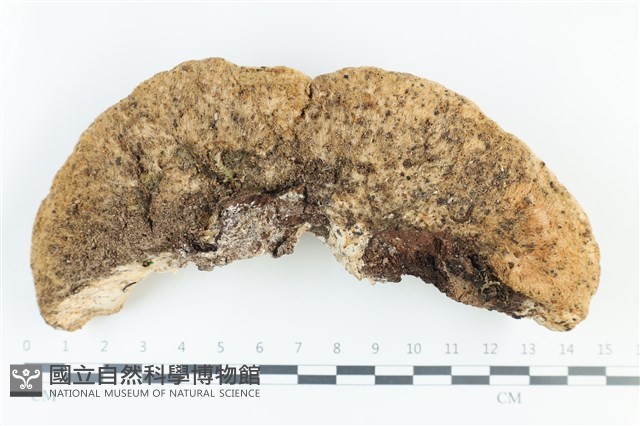 登錄號:F0039268藏品圖，第1張
