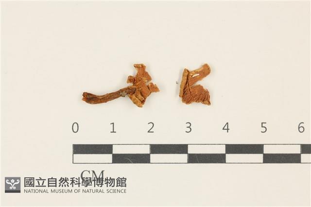 登錄號:F0036868藏品圖，第1張