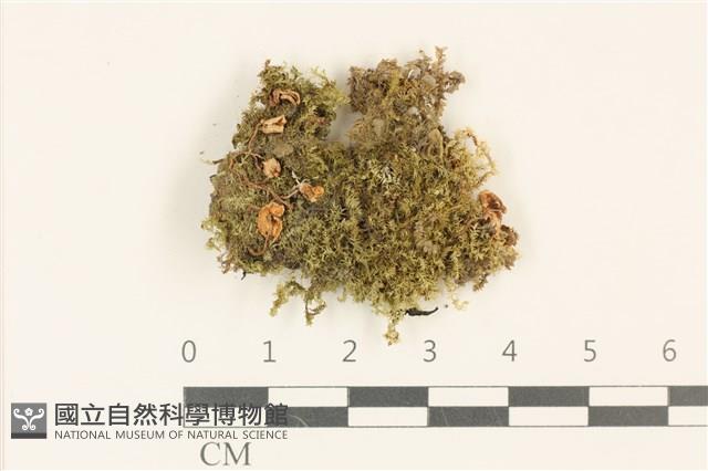 登錄號:F0036968藏品圖，第1張