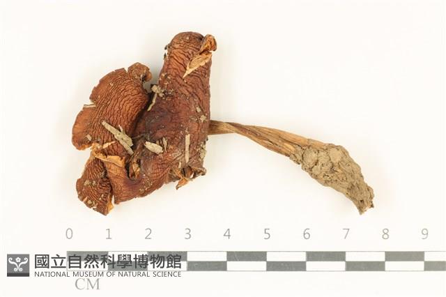 登錄號:F0037968藏品圖，第1張