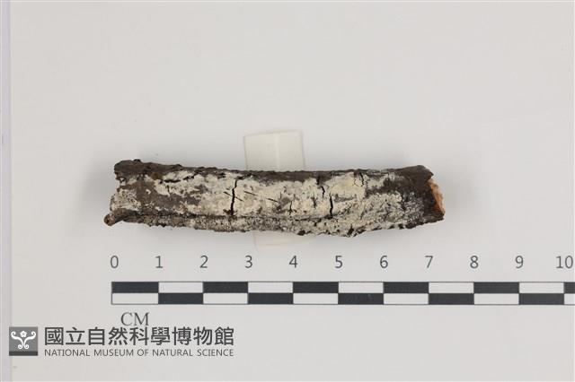 登錄號:F0035968藏品圖，第1張