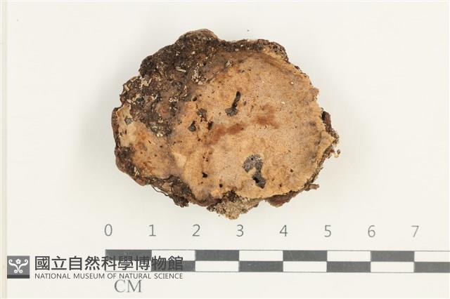 硬孔菌屬藏品圖，第1張