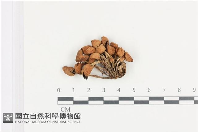 登錄號:F0036468藏品圖，第1張