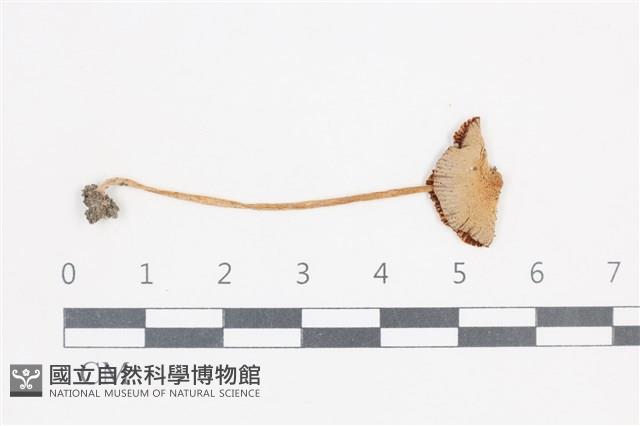 登錄號:F0038768藏品圖，第1張