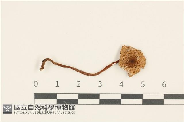 登錄號:F0036768藏品圖，第1張