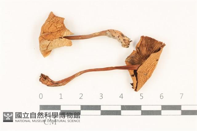 登錄號:F0037768藏品圖，第1張